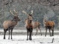 /album/hayvanlar-alemi/www-wallpapersharing-com-deer-snow-wallpaper-jpg/